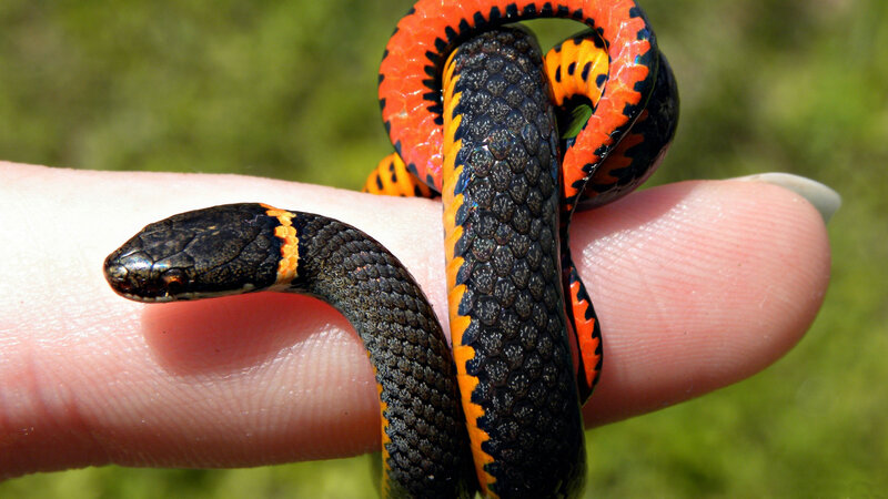 Small Red-bellied Snake — Black
