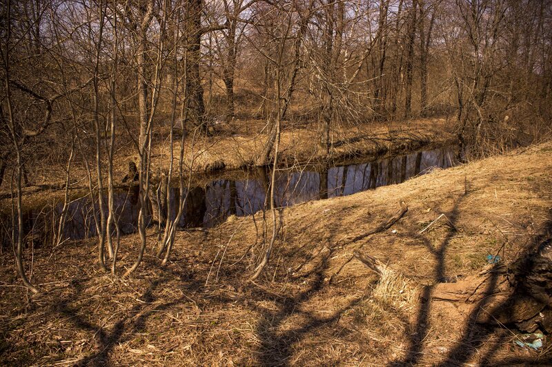 Small River in Forest