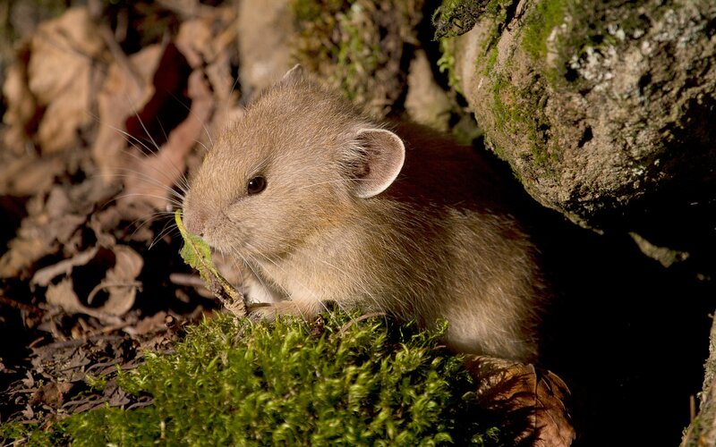 Small Rodent Eating Leaf