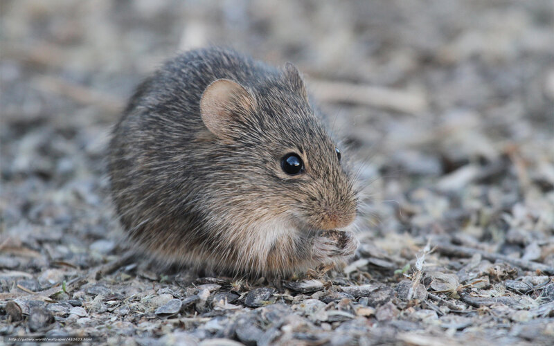 small rodent eating seeds