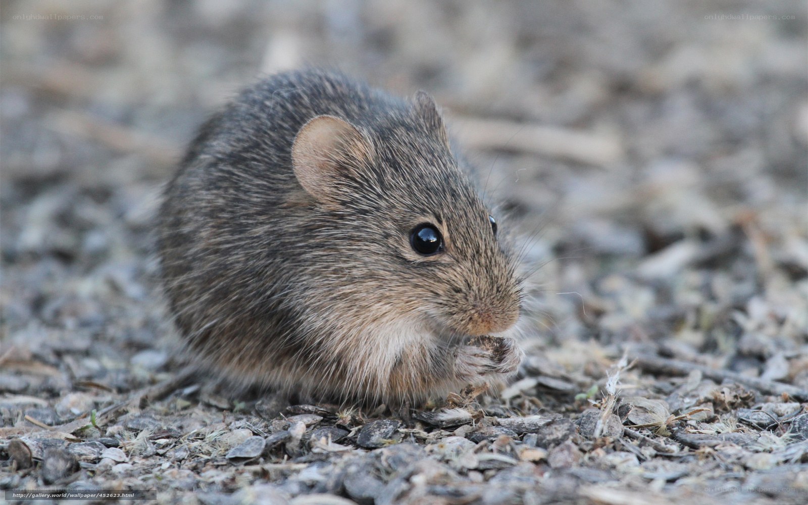 small rodent eating seeds