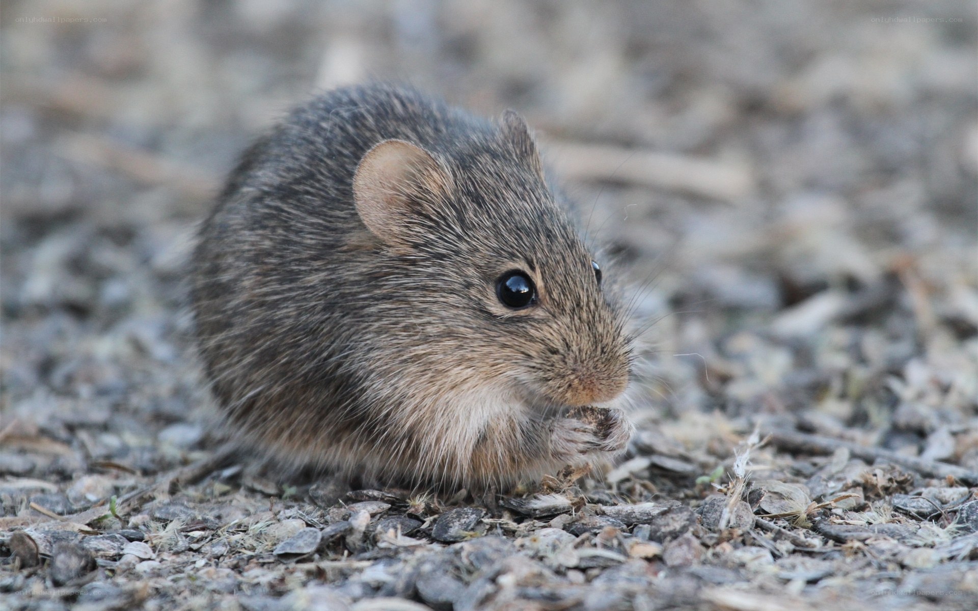 small rodent eating seeds