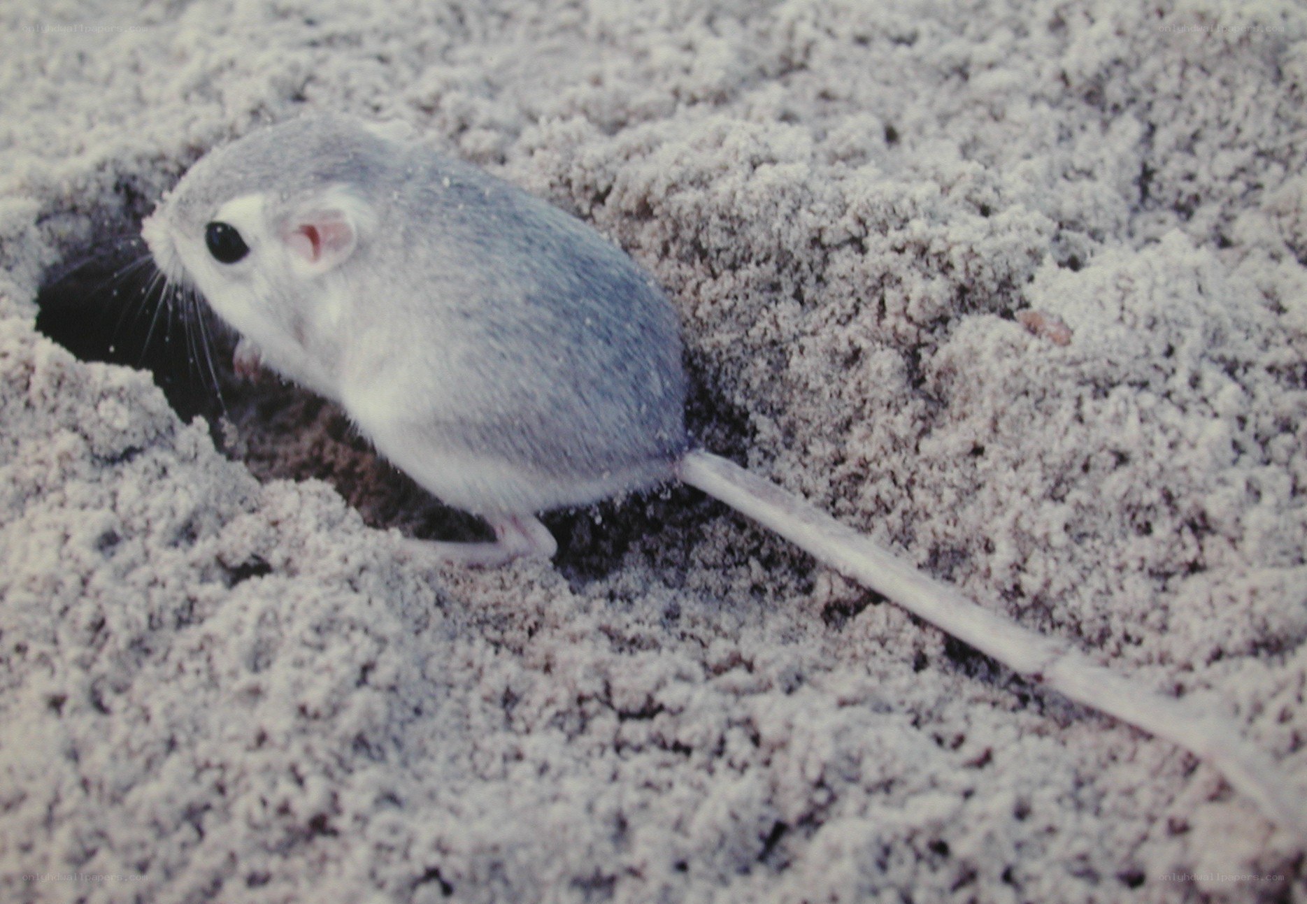 small rodent in sandy terrain