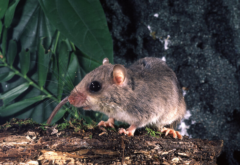 Small rodent on a log
