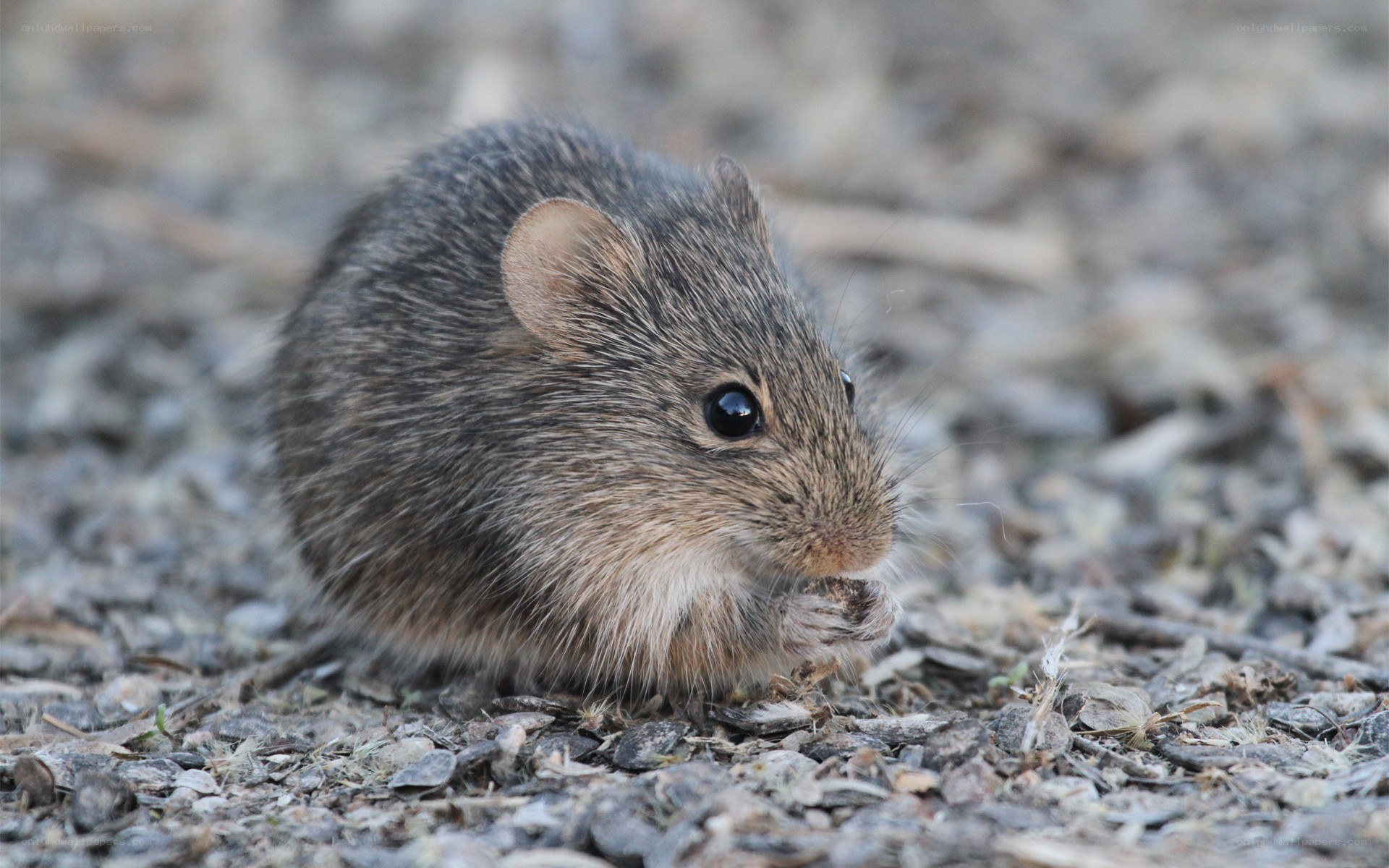 small rodent on gravel