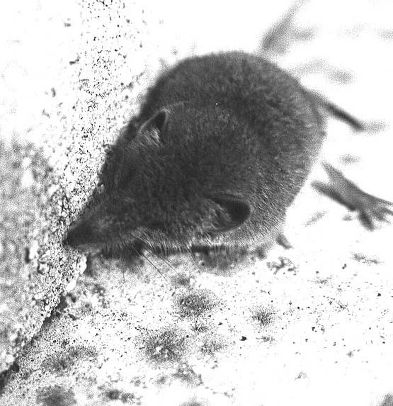 small rodent on sandy ground