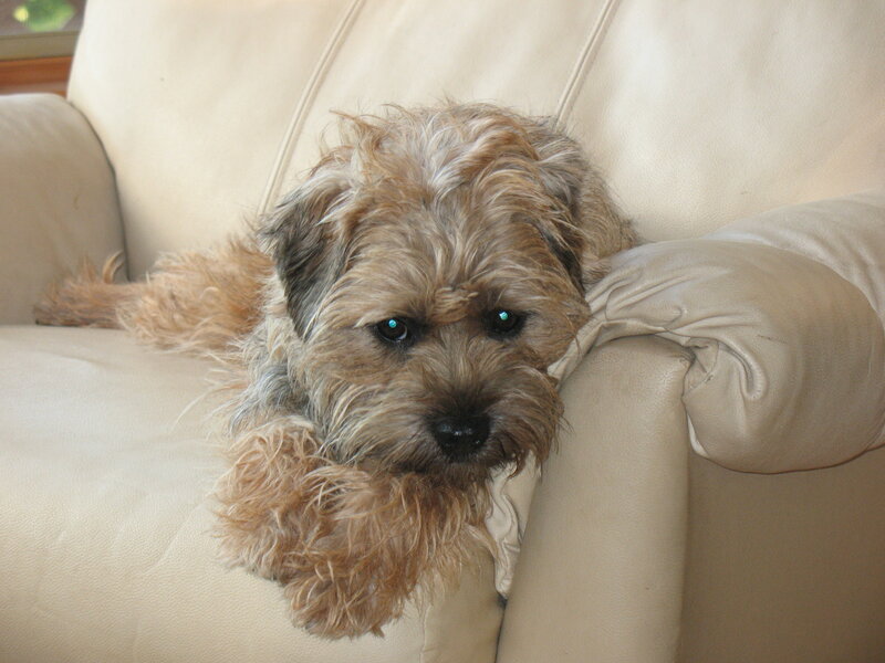 Small Scruffy Dog — Beige