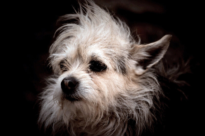 Small Scruffy Dog — Black