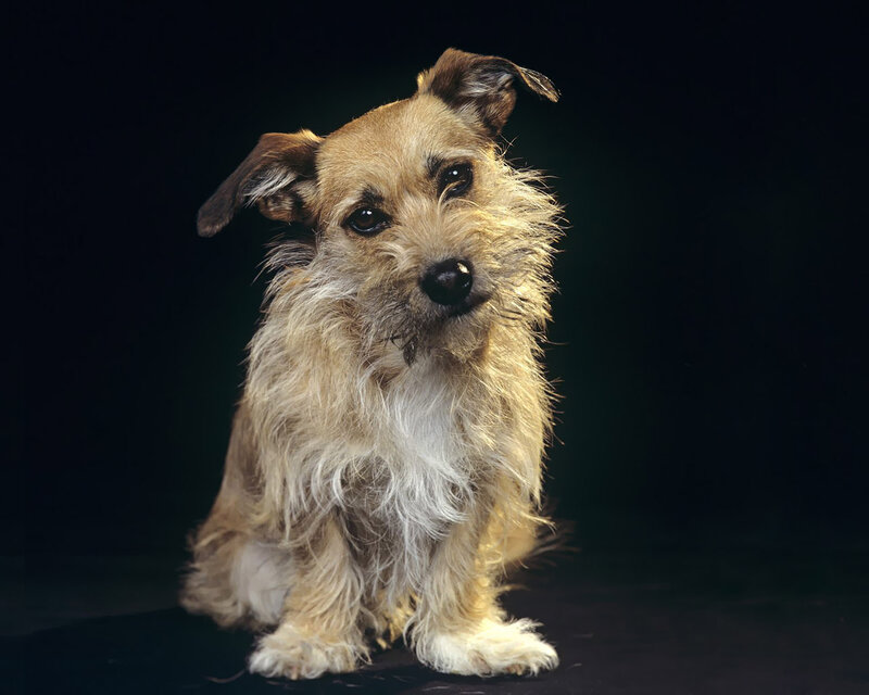Small Scruffy Dog — Brown