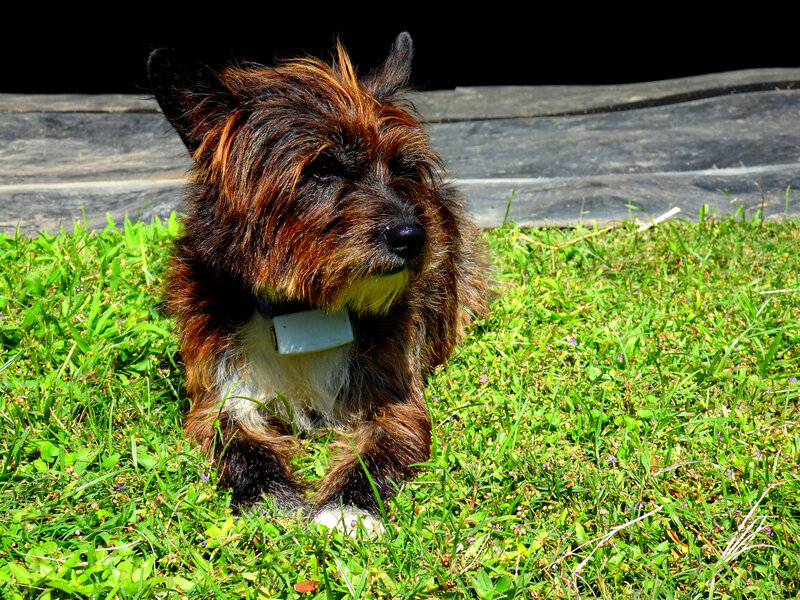 Small Scruffy Dog — Green, Calm