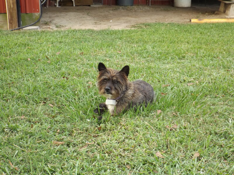 Small Scruffy Dog — Green