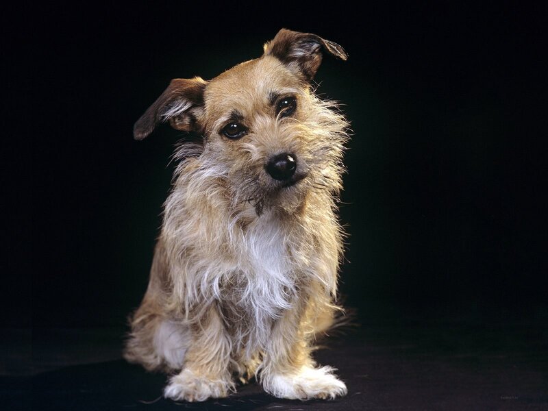 Small Scruffy Dog