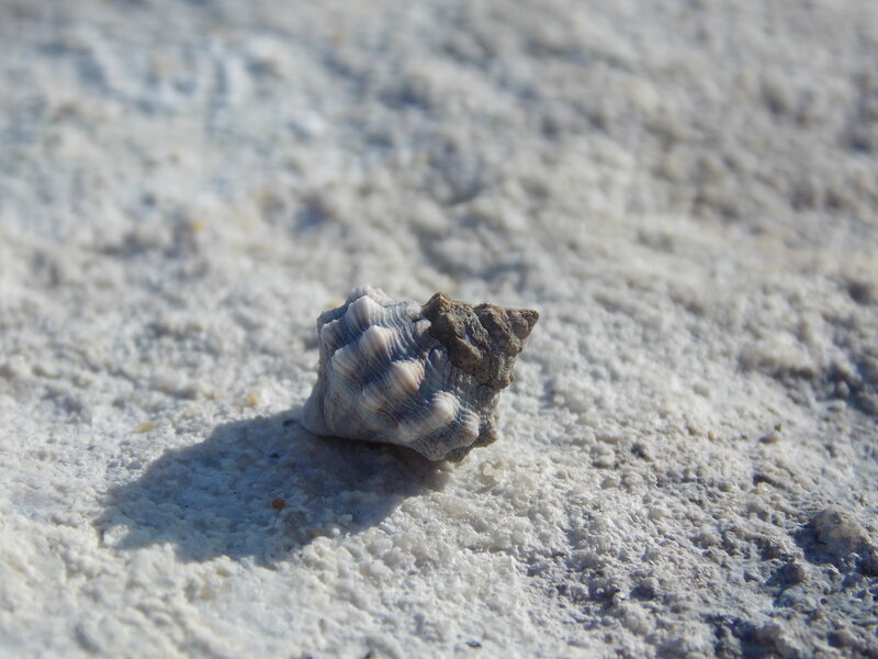 Small Seashell on Sand