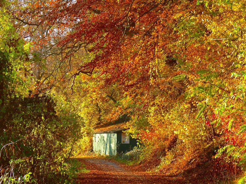 Small Shed in Autumn Forest