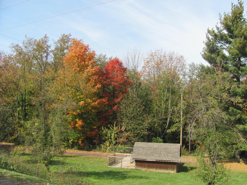 Small Shed in Autumn