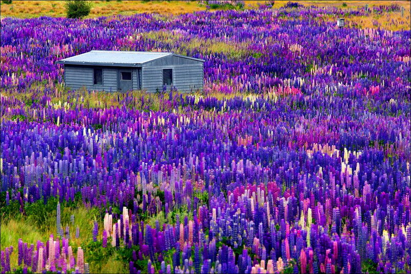 Small Shed in Flower Field