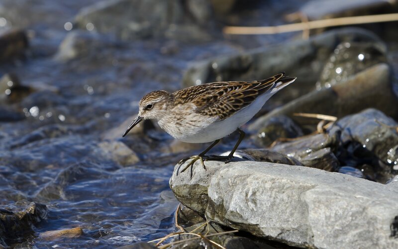 Small Shorebird on Rock