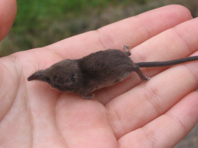 small shrew in hand