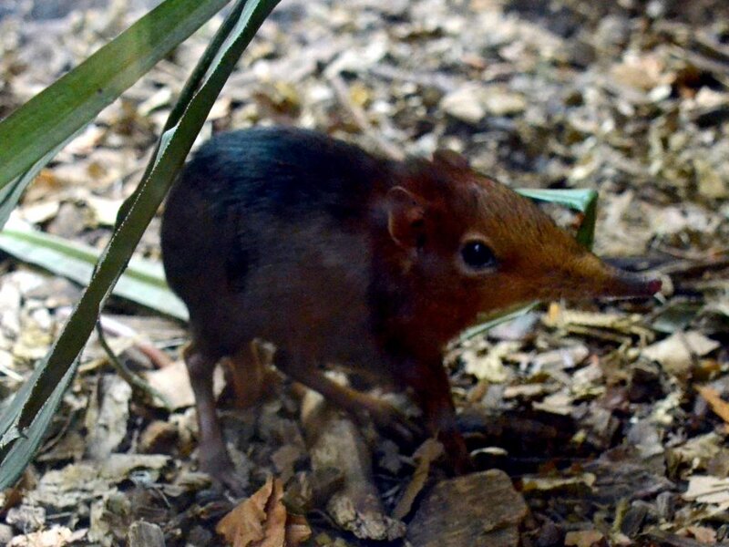 Small Shrew-like Mammal