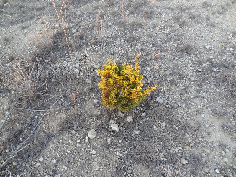 Small Shrub in Dry Soil