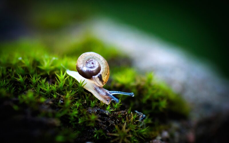 Small Snail on Moss