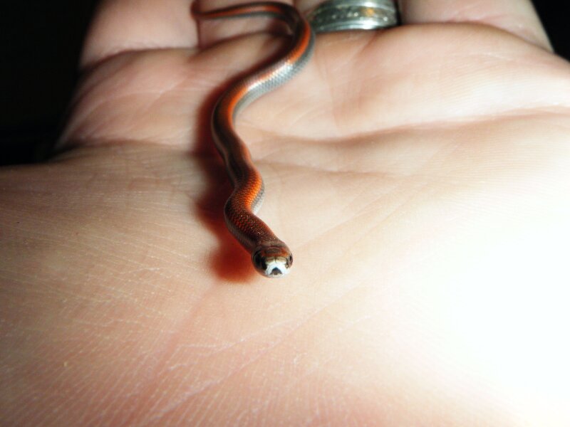 small snake on hand
