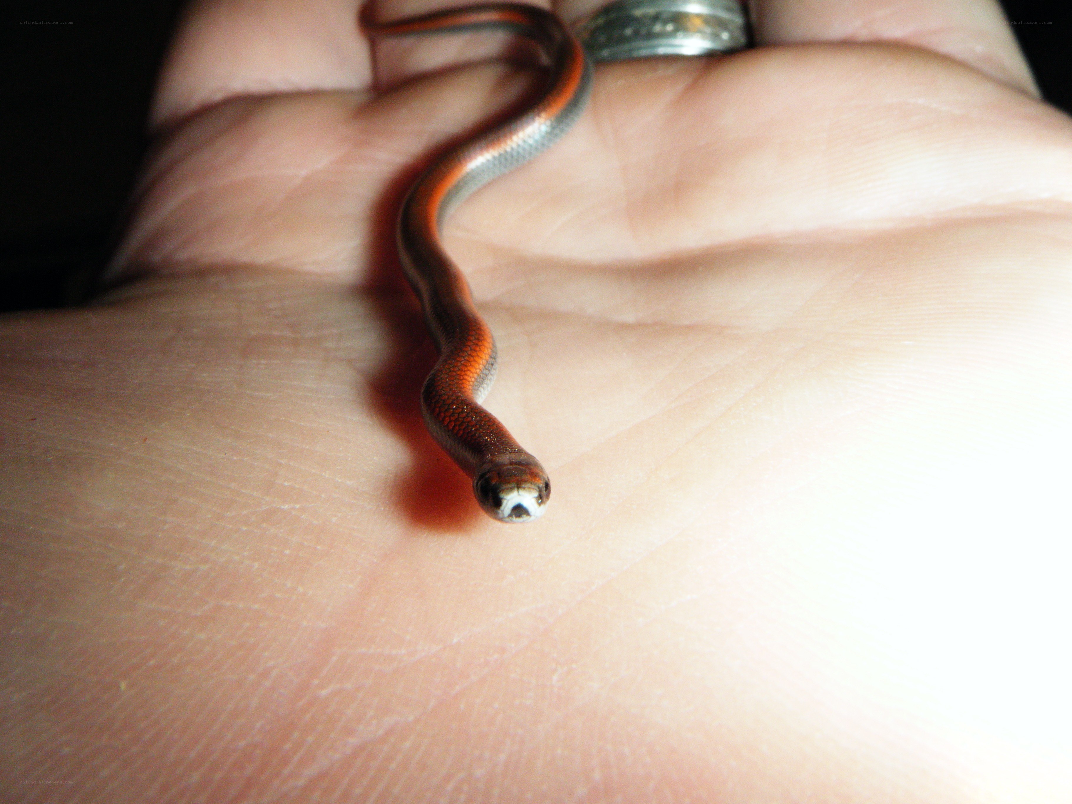 small snake on hand