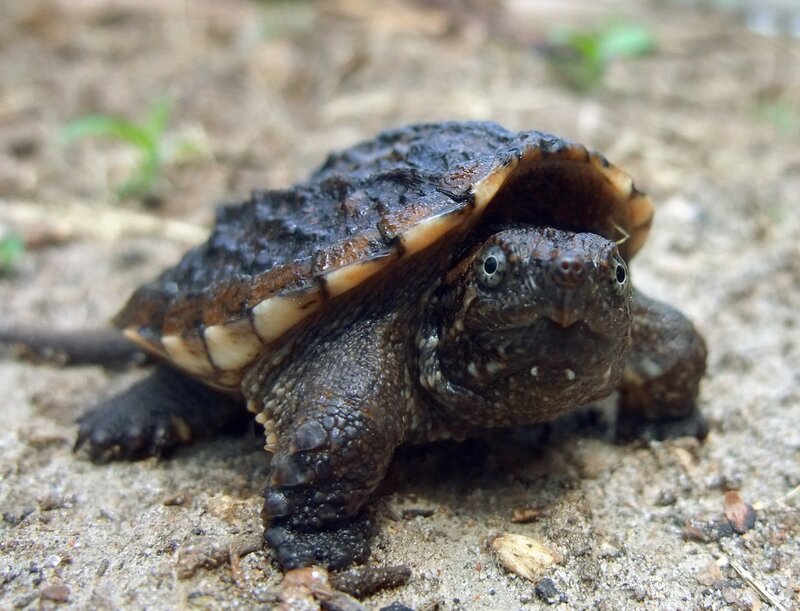 small snapping turtle on ground