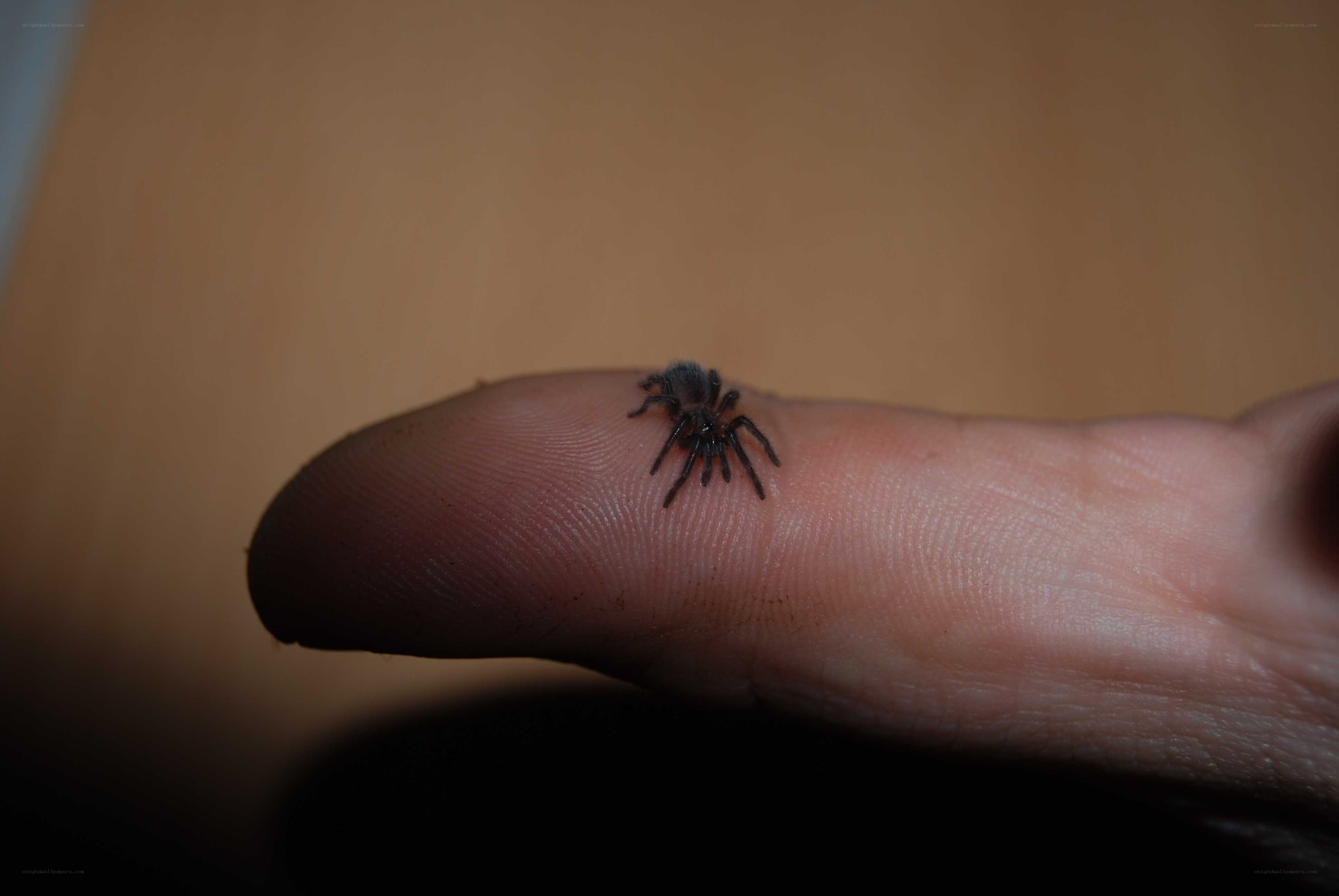 small spider on finger