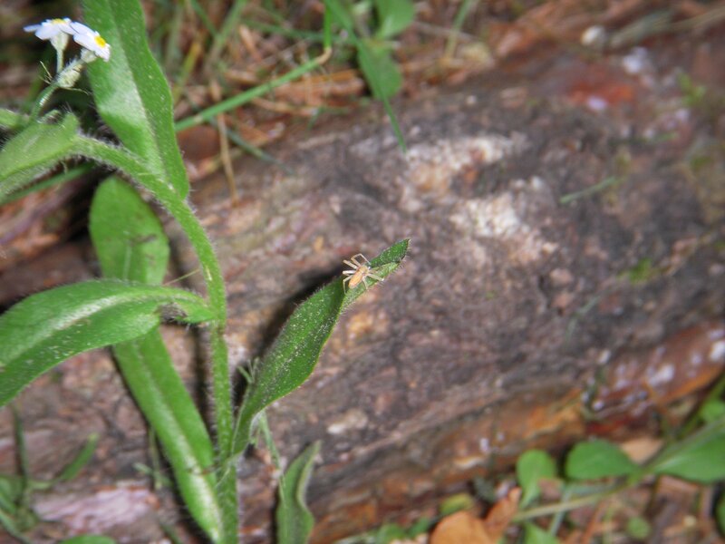 Small Spider on Leaf