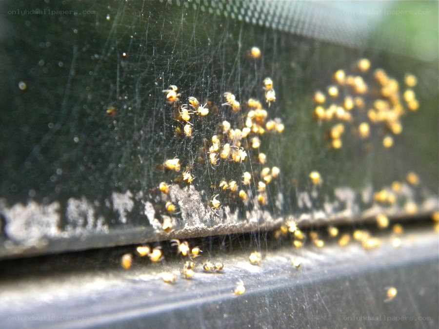 Small spiders on a window
