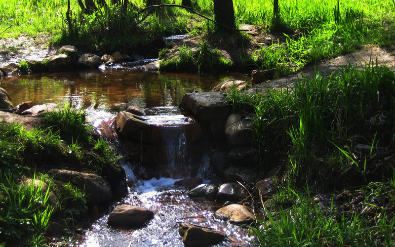 Small stream in a forest