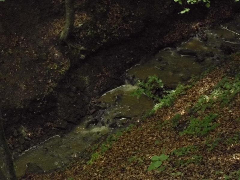Small Stream in Forest — Brown, Natural, Photograph
