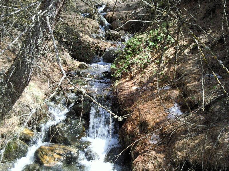 Small Stream in Forest — Brown, Natural