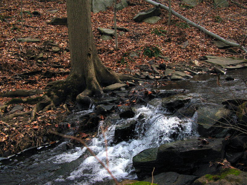 Small Stream in Forest — Brown, Serene