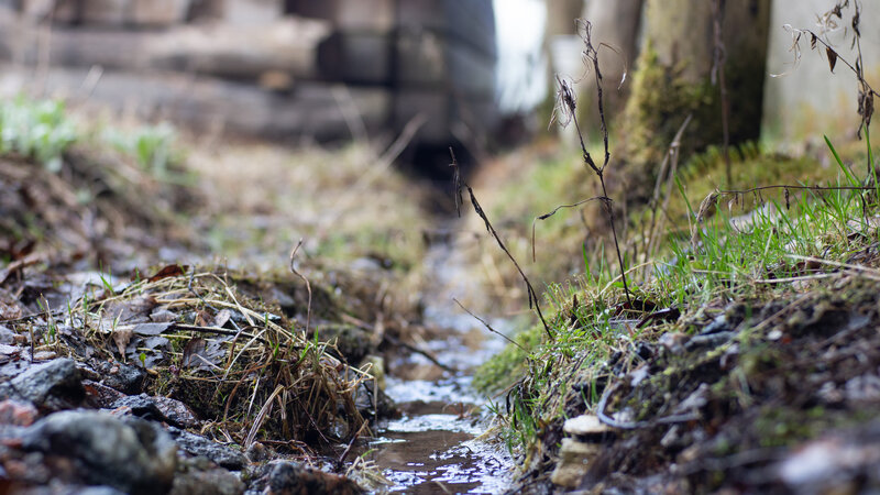 Small Stream in Forest — Green, Natural, Spring