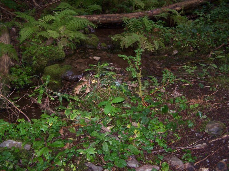Small Stream in Forest — Green, Natural