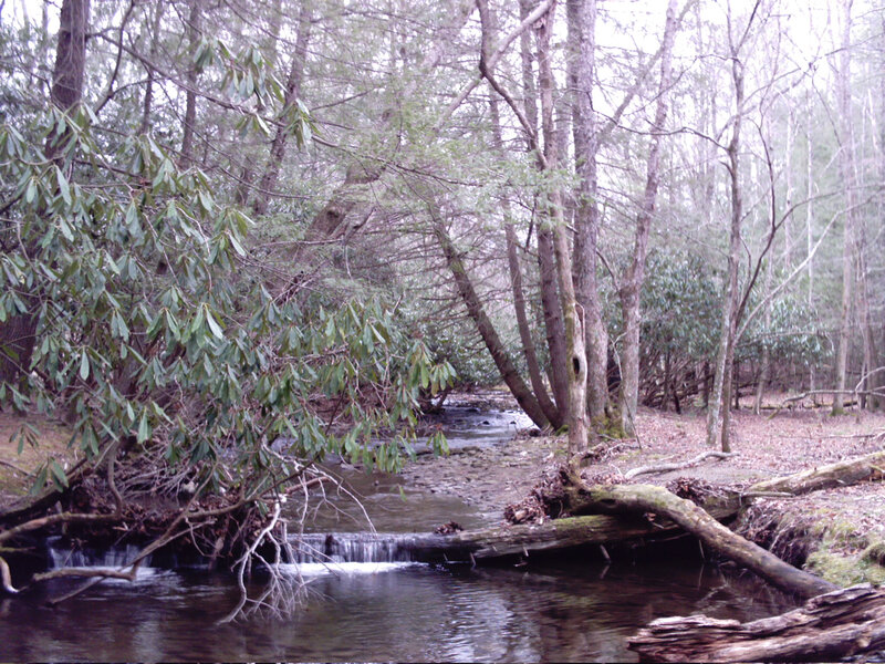 Small Stream in Forest — Green, Serene