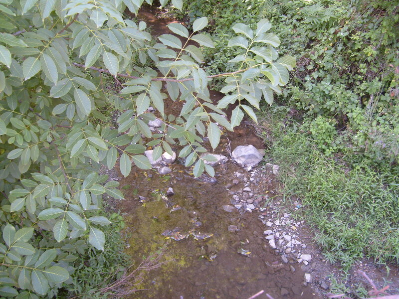 Small Stream in Forest — Green