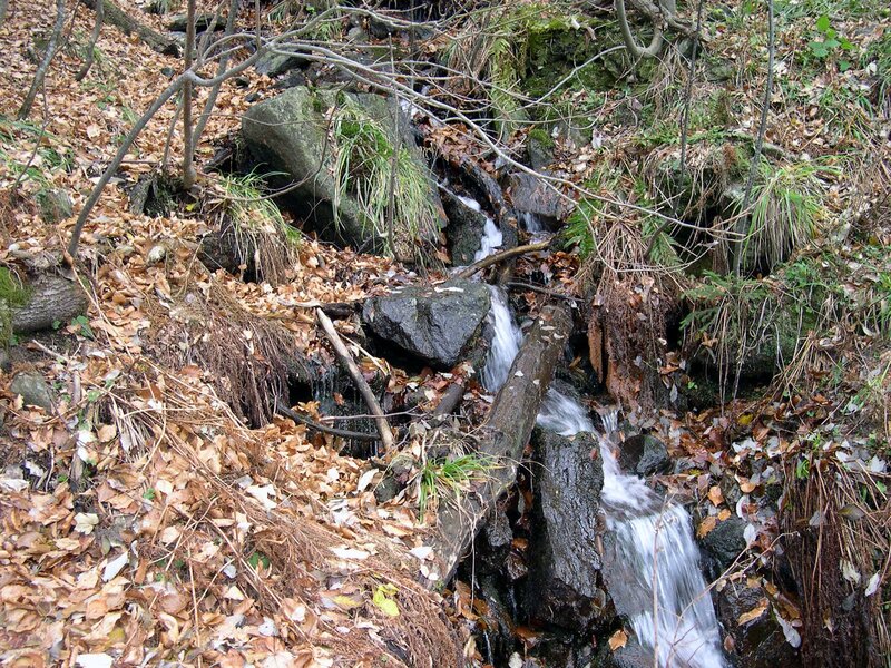 Small stream in forest