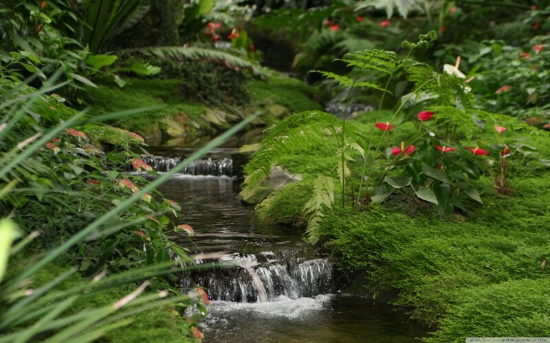 Small Stream in Garden