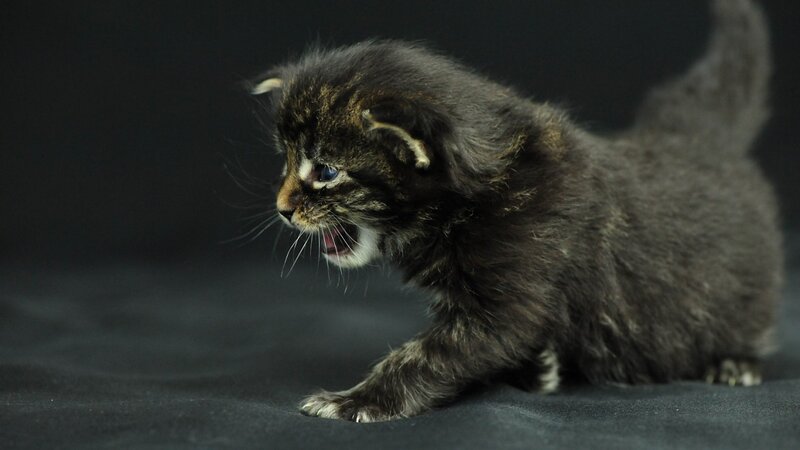 Small Tabby Kitten — Black