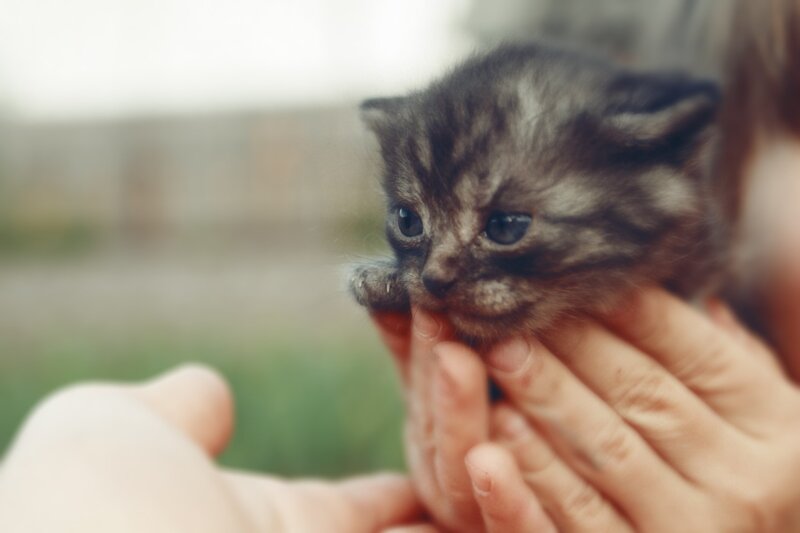 Small Tabby Kitten — Brown, Calm, Afternoon