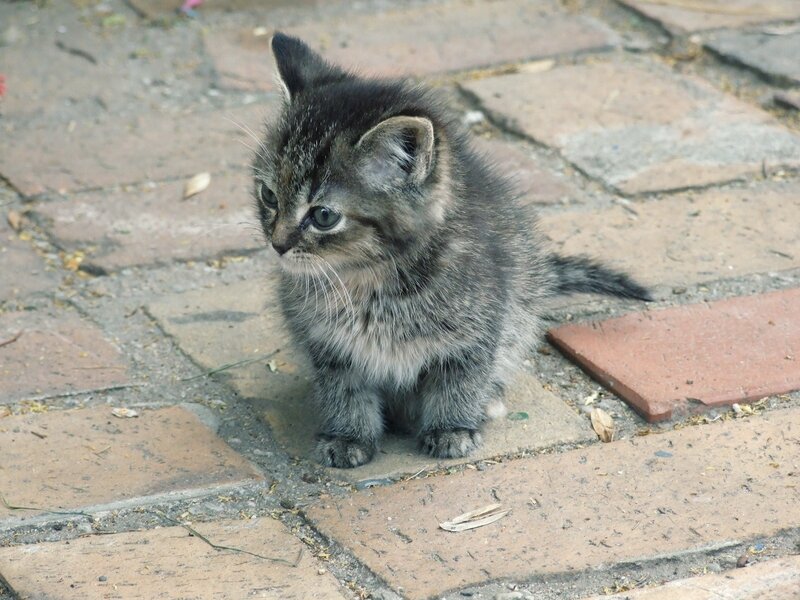 Small Tabby Kitten — Gray, Calm, Afternoon