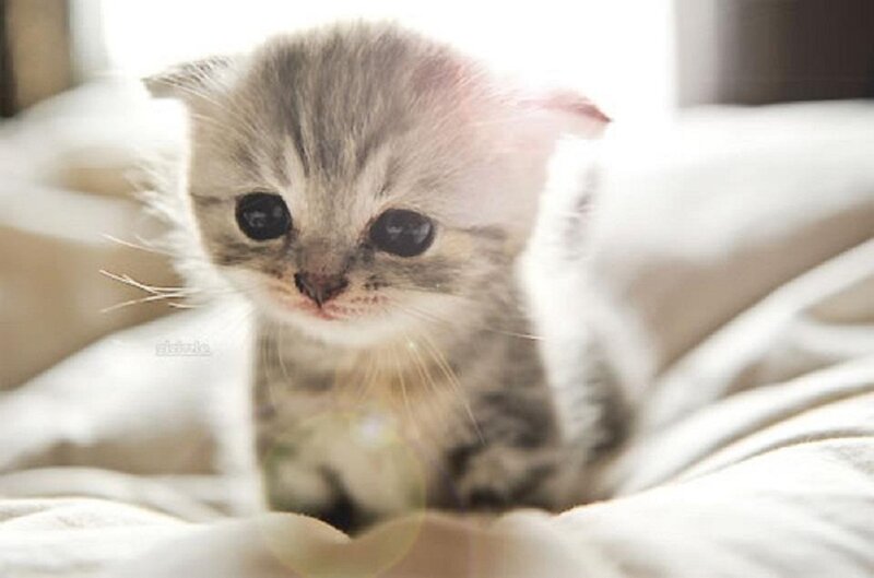 Small Tabby Kitten — Gray, Calm, Photograph