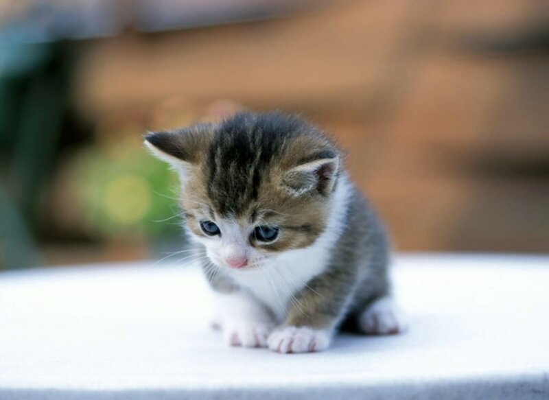 Small Tabby Kitten — Gray, Calm, Photograph, White Surface