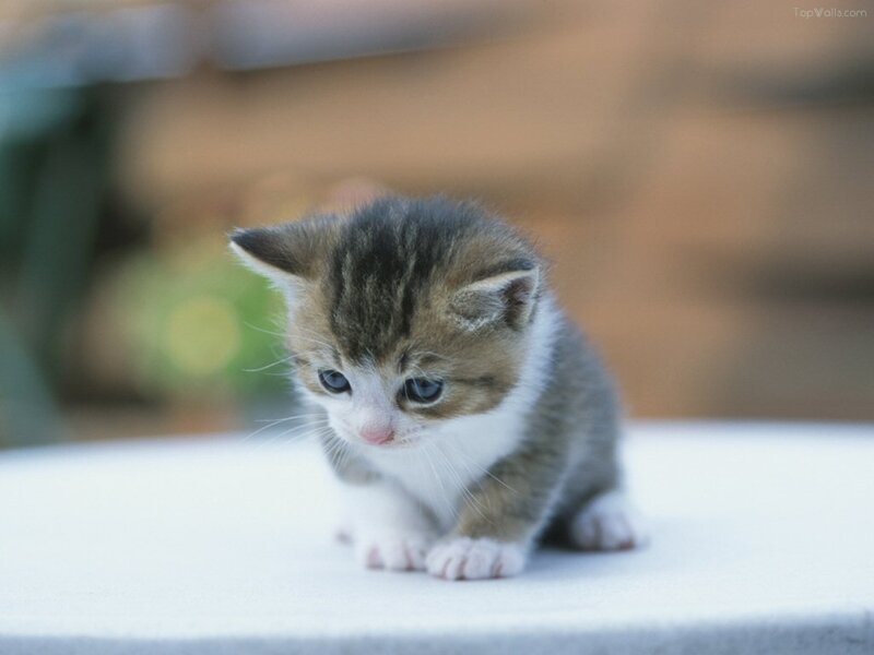 Small Tabby Kitten — Gray, Calm