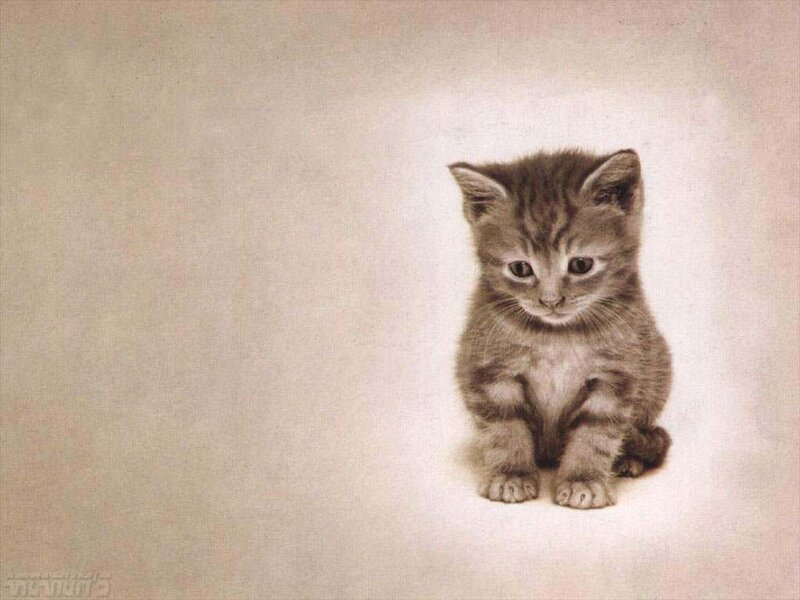 Small Tabby Kitten — Gray
