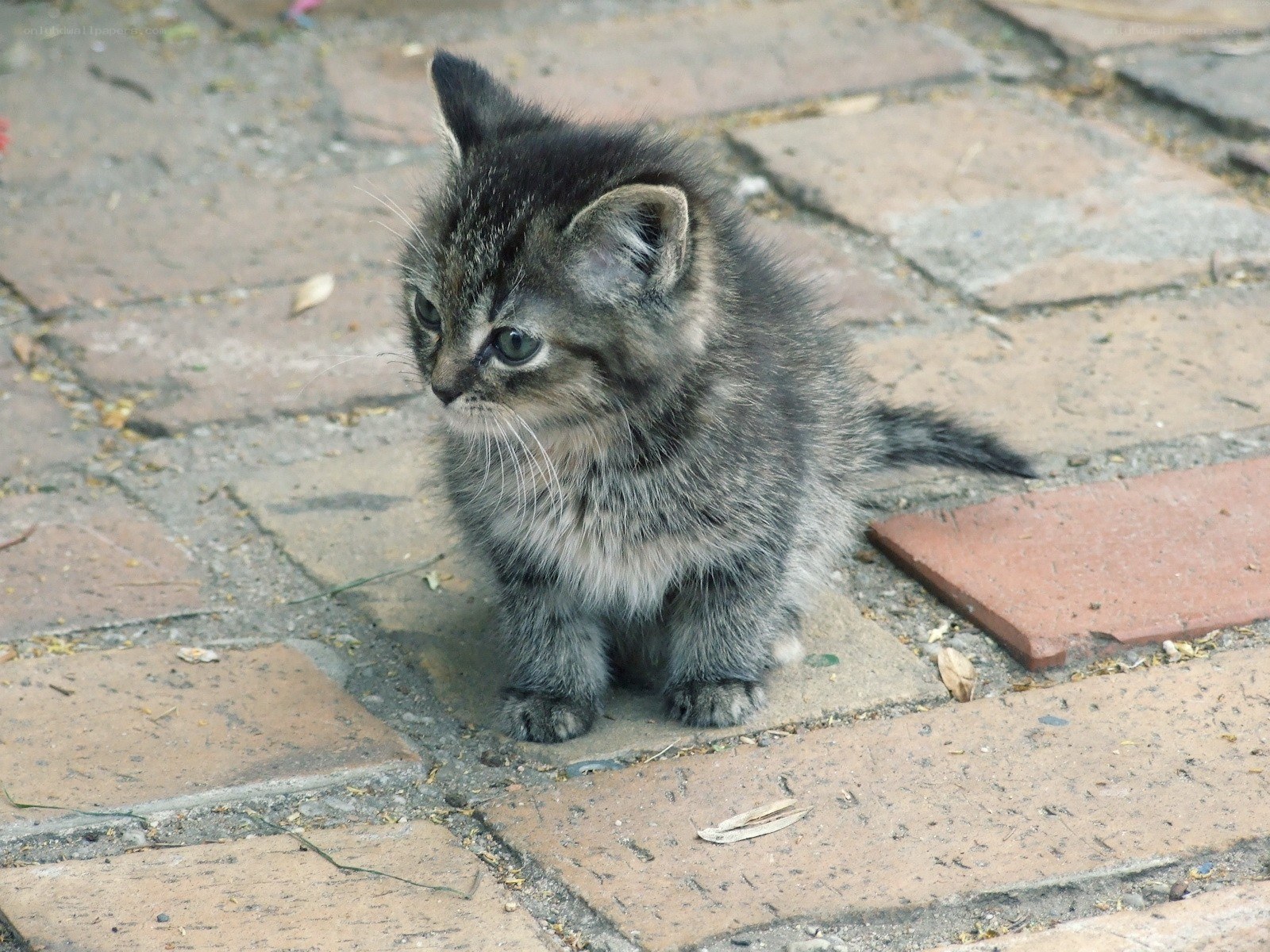 small tabby kitten on pavement