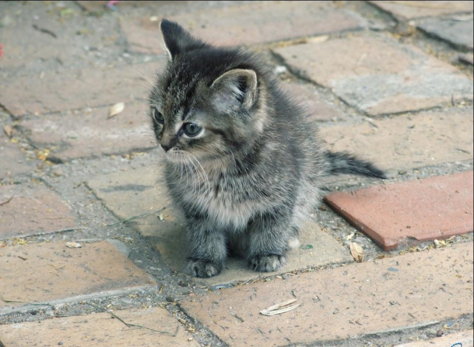 small tabby kitten on pavement